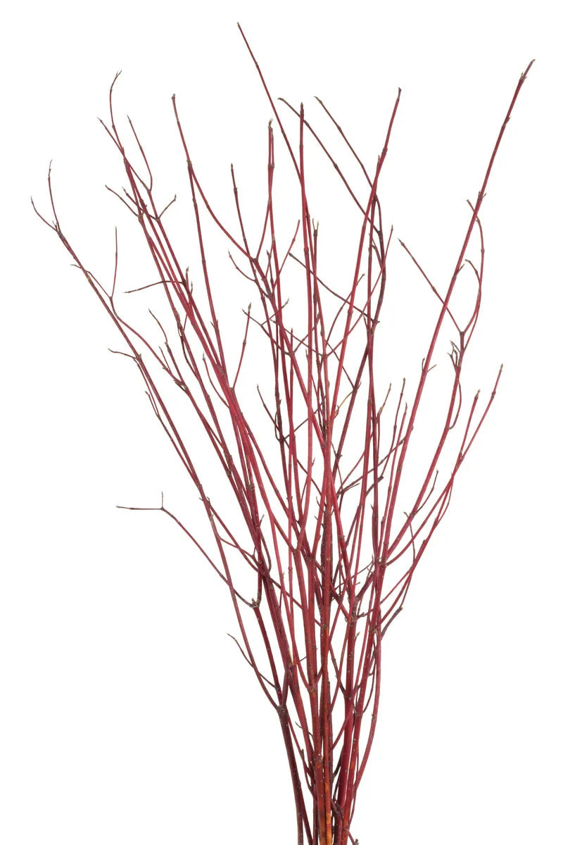 Red Dogwood Branches 4ft- 100pc bundle