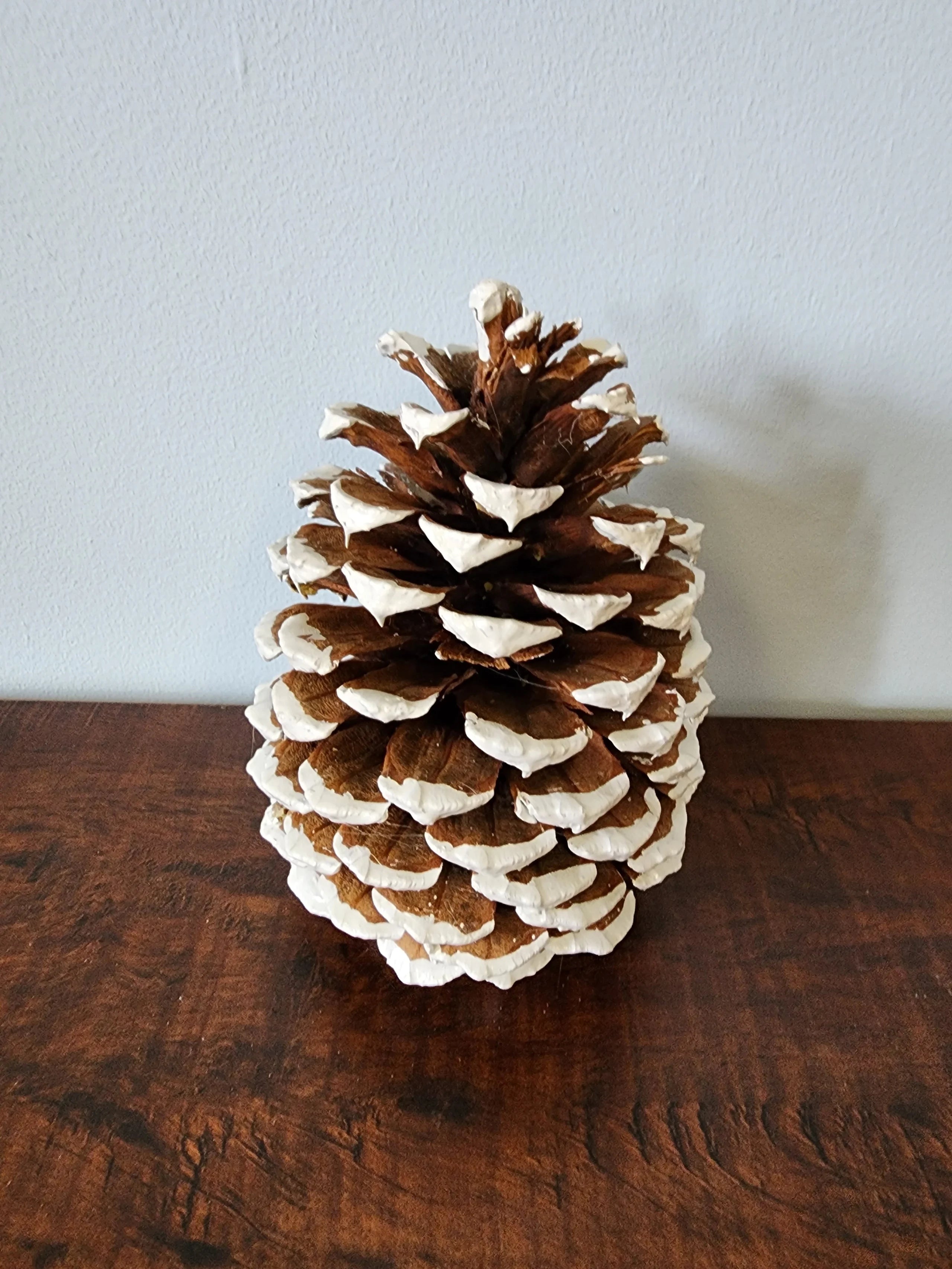 Jeffrey Pine Cones, variety of options (case of 50)
