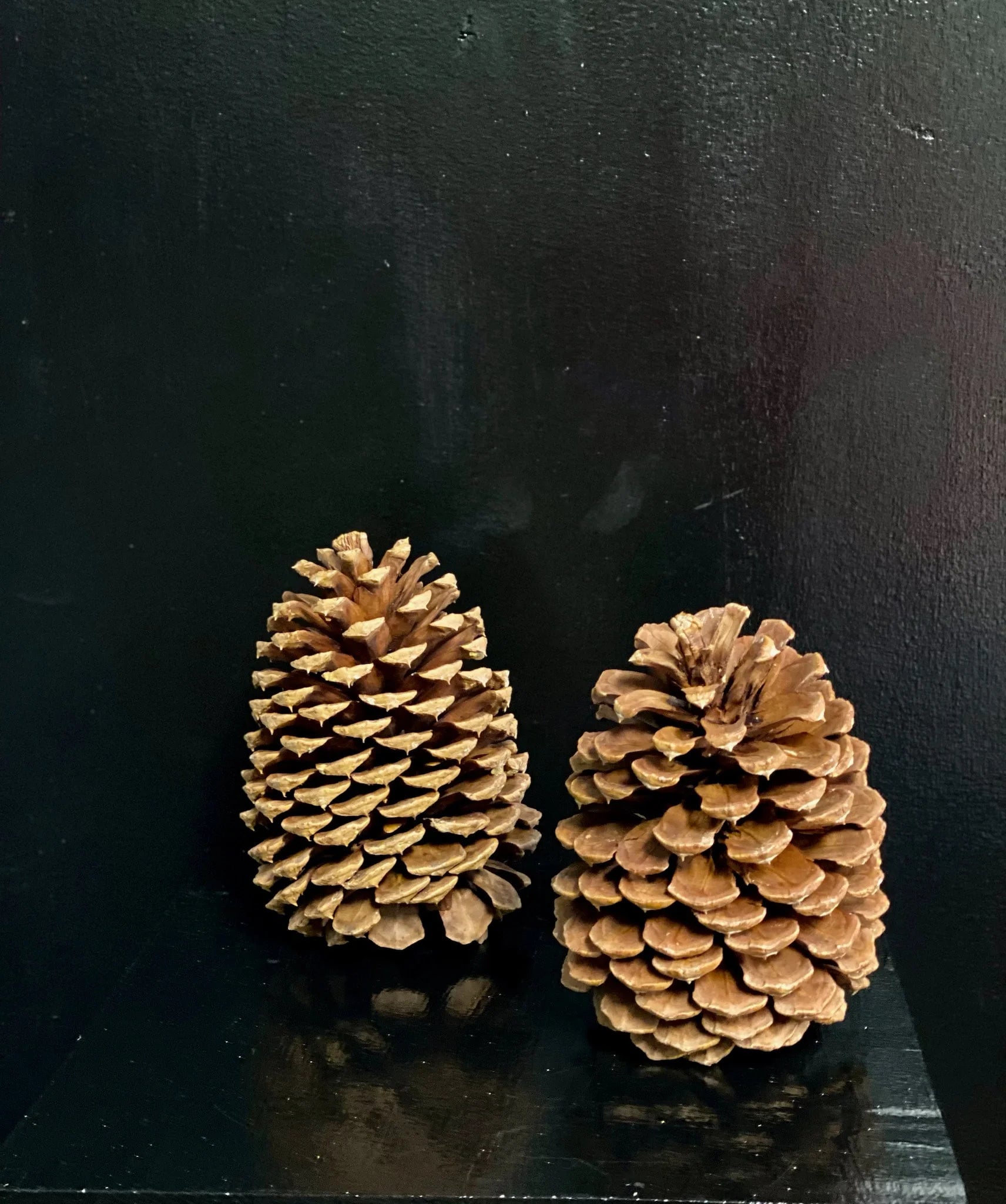 Jeffrey Pine Cones, variety of options (case of 50)