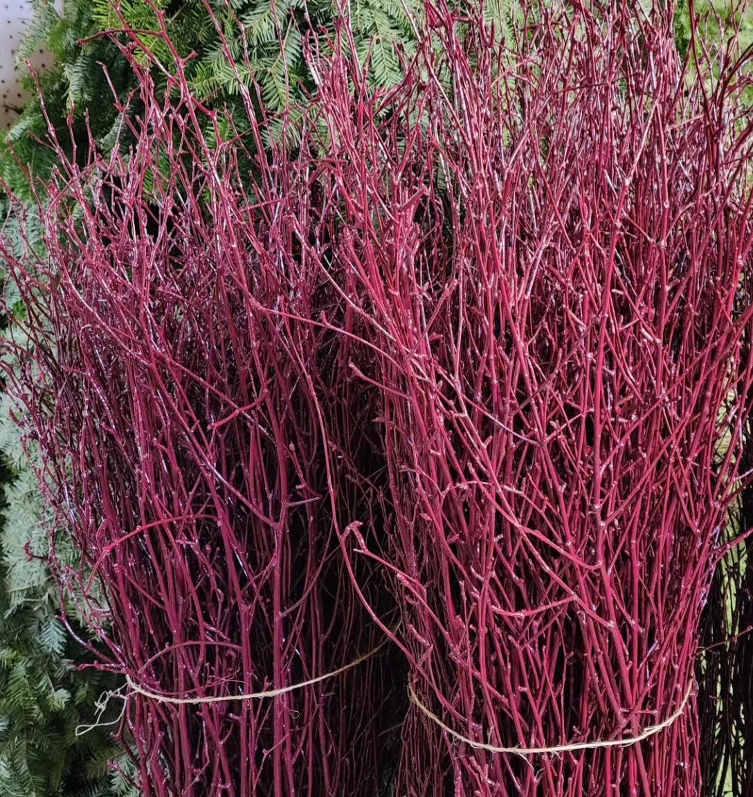 Painted Birch Branches Bulk 4ft. Multiple colors (10pc bunches packed 12- 120 twigs)