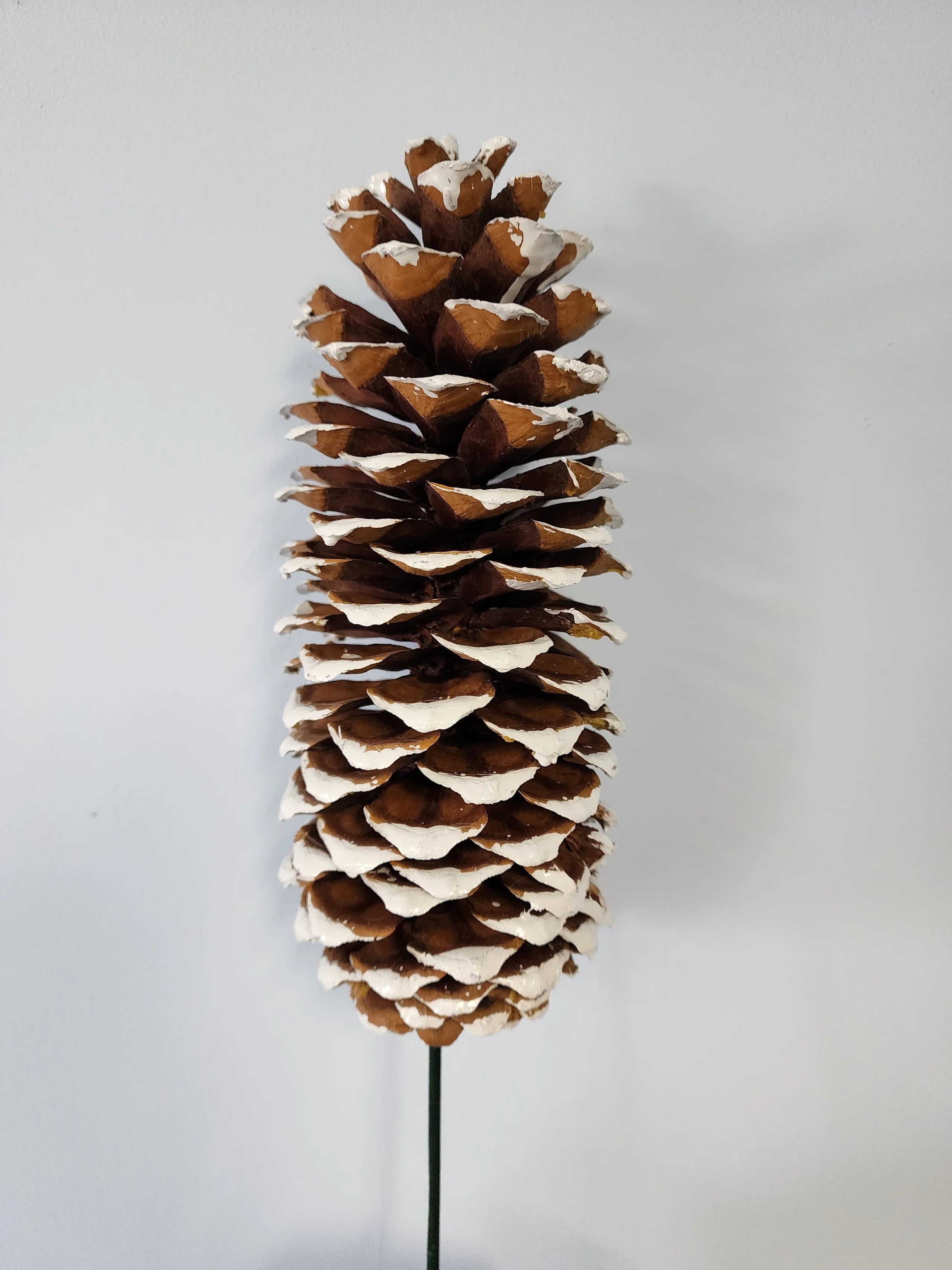 Sugar Pine Cones (variety of options)