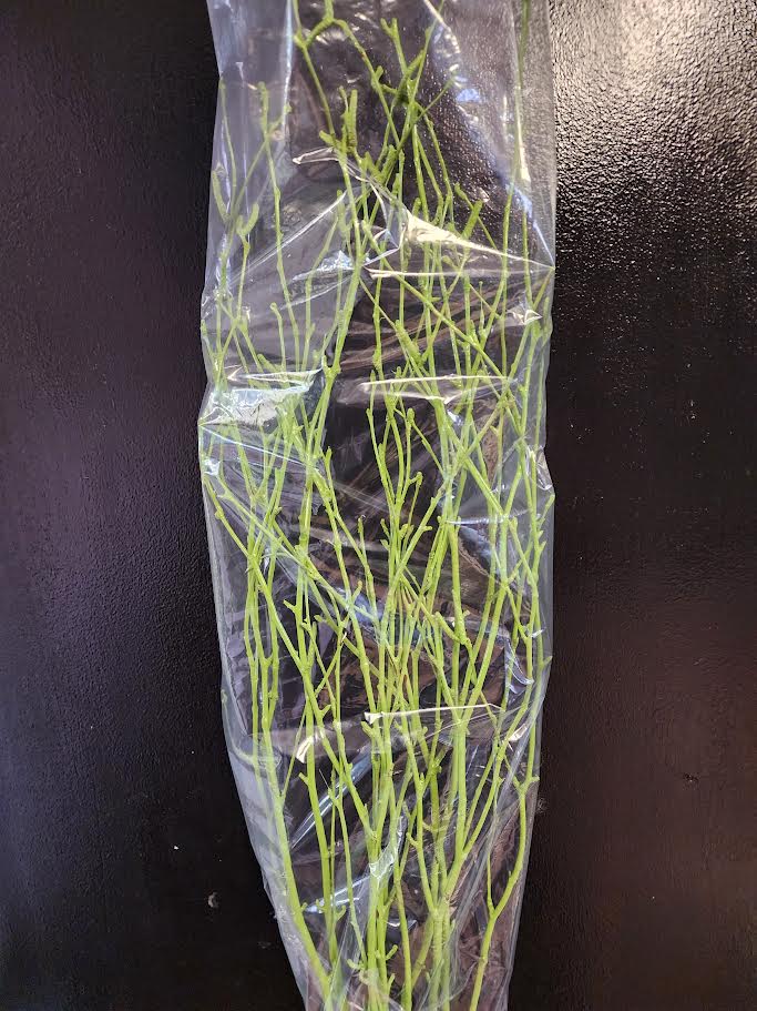 Sleeved Birch Branches natural & Painted 4ft (4pc sleeve, packed 24)