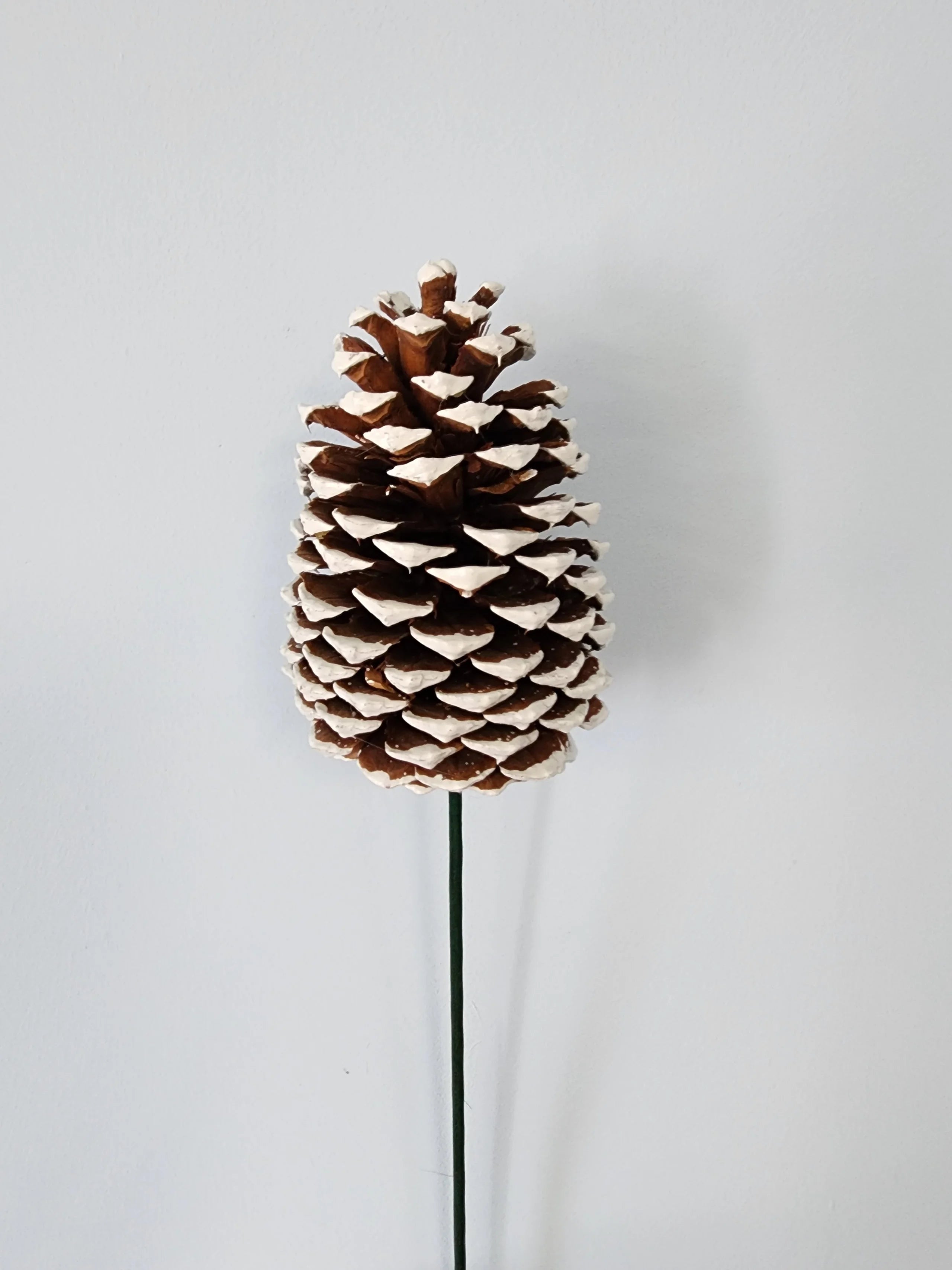 Jeffrey Pine Cones, variety of options (case of 50)