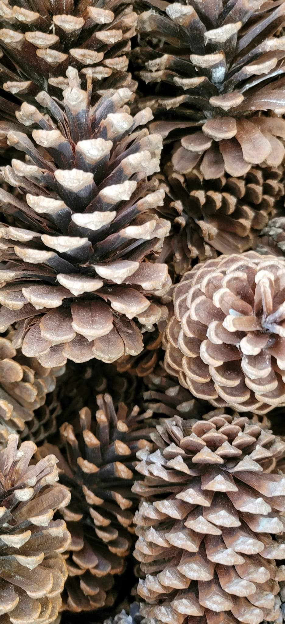 Ponderosa Pine Cones, variety of options (case of 100)