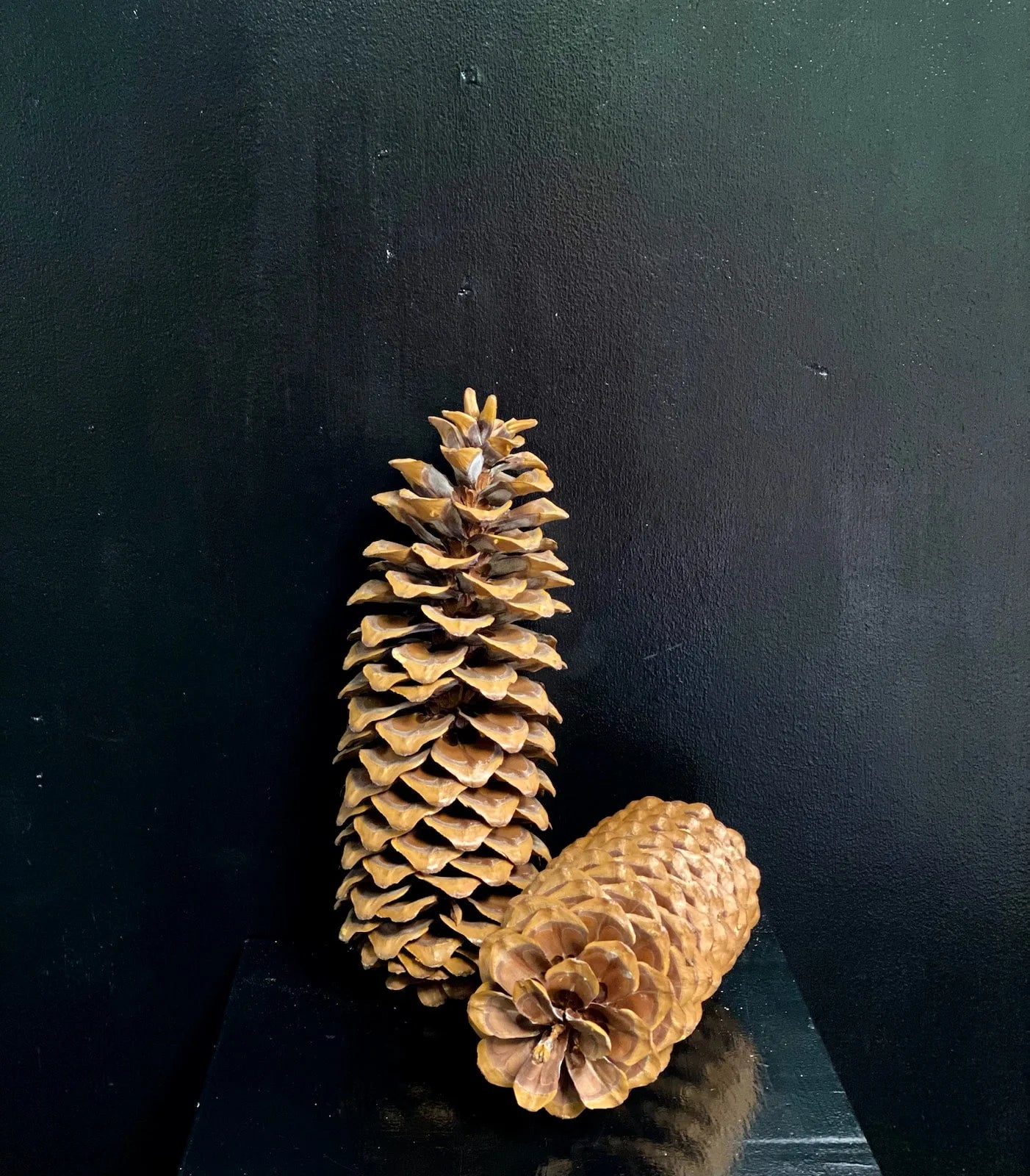Sugar Pine Cones (variety of options)