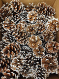 Austrica Pinecones white tipped 100/pk