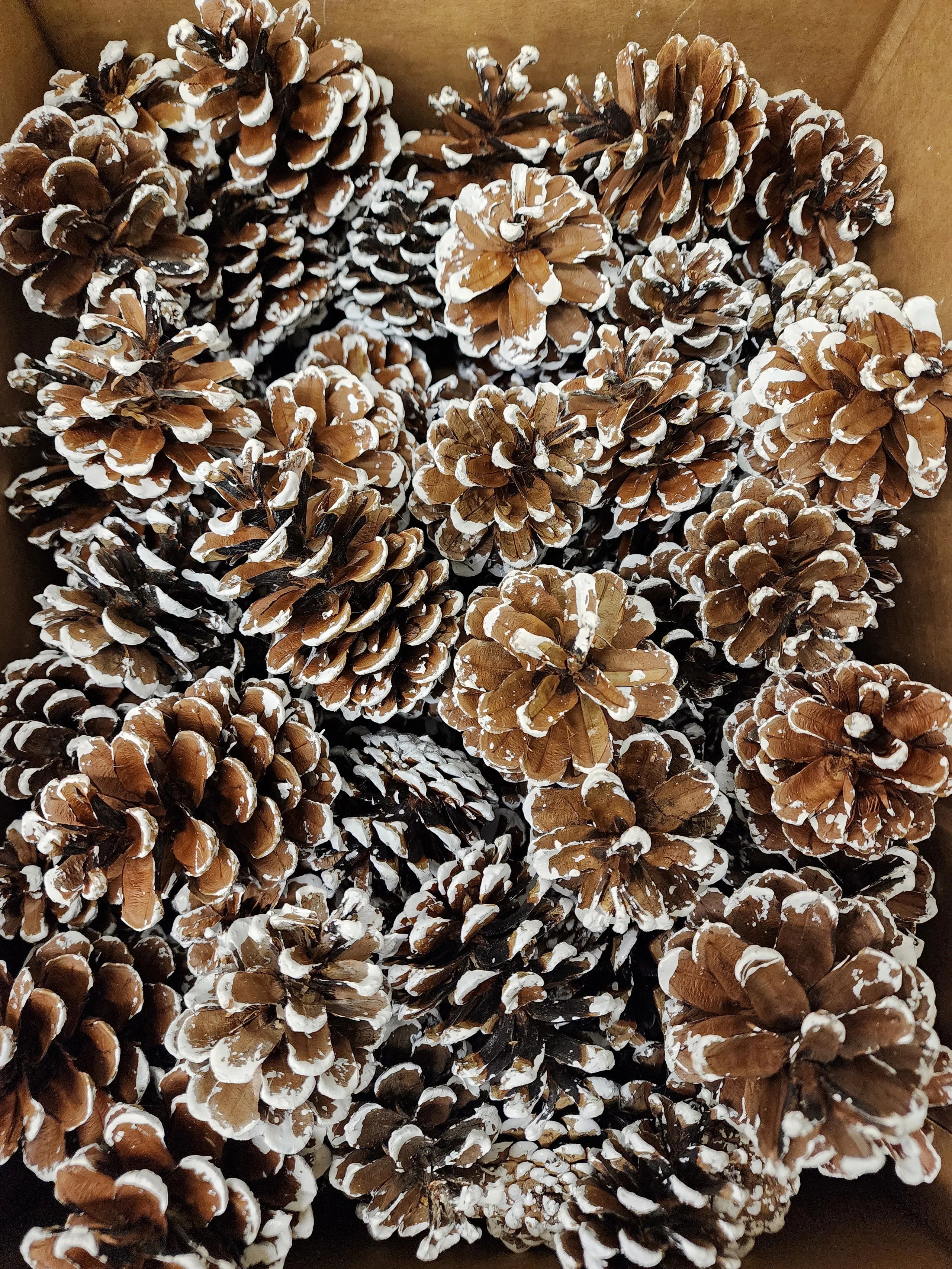 Austrica Pinecones white tipped 100/pk