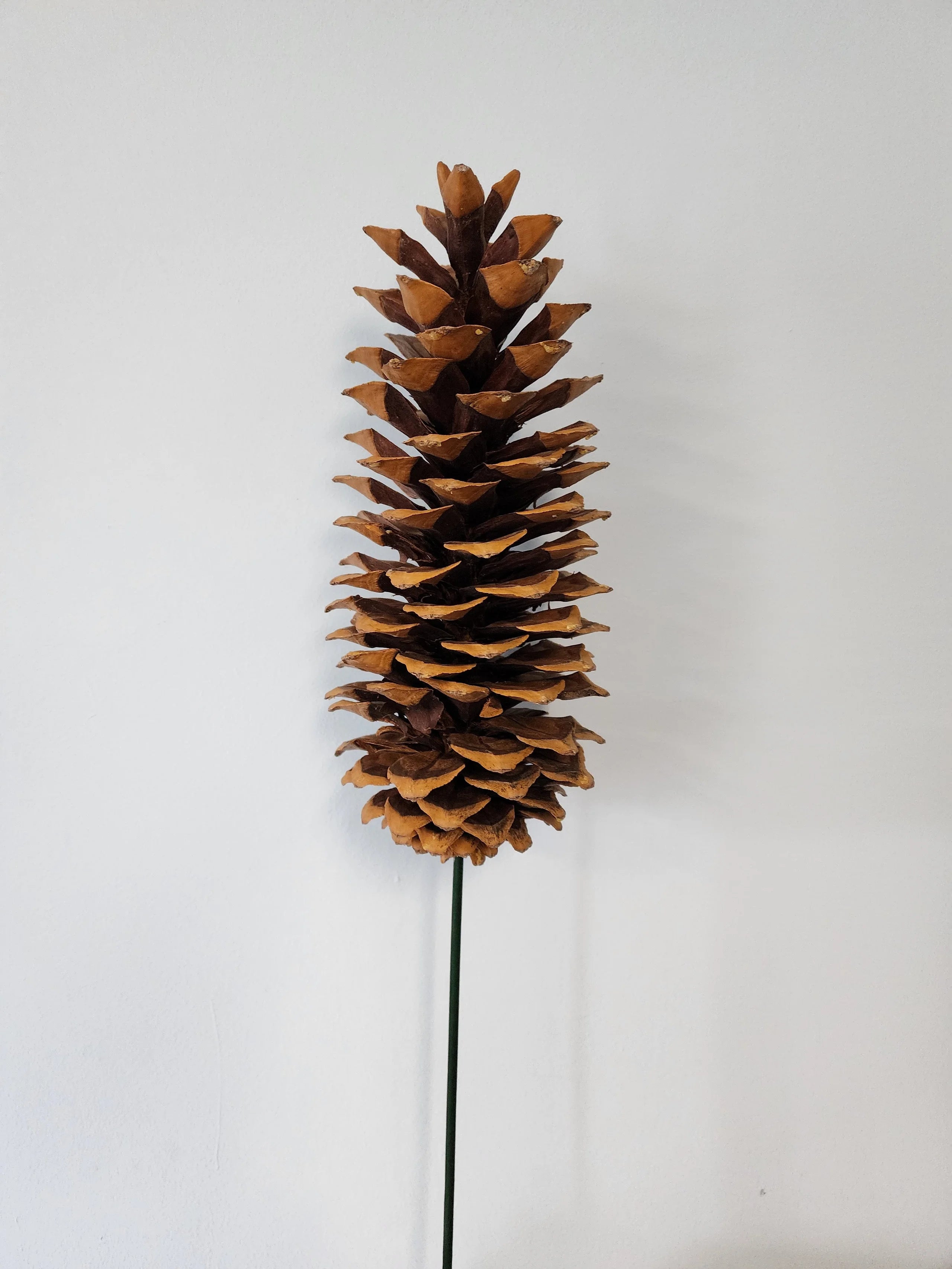Sugar Pine Cones (variety of options)