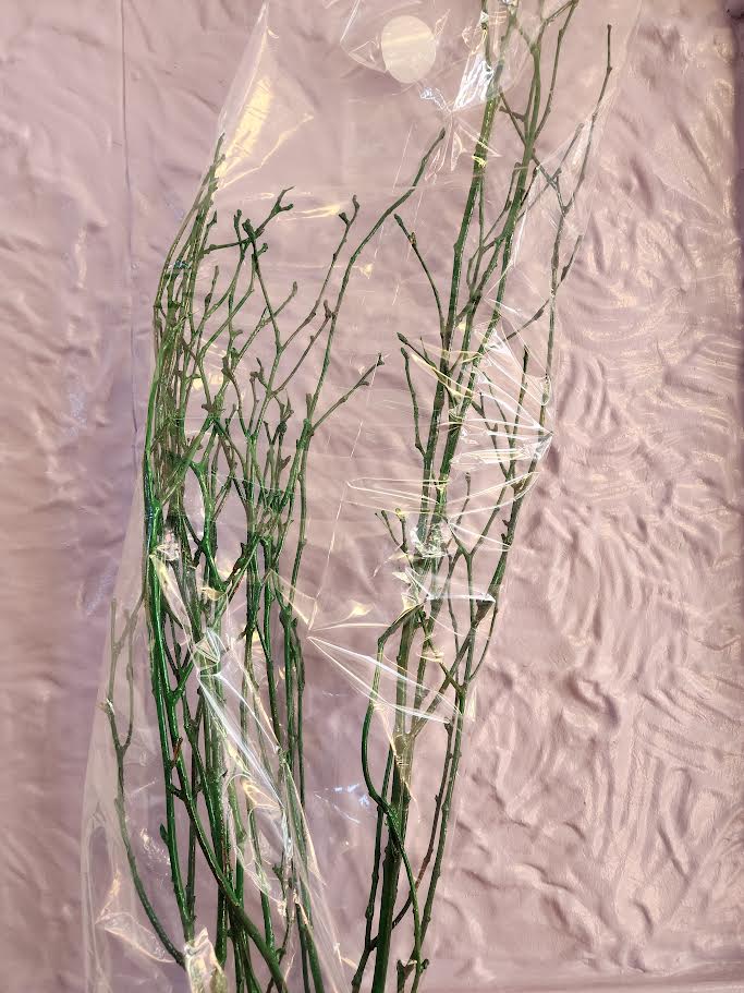 Sleeved Birch Branches natural & Painted 4ft (4pc sleeve, packed 24)