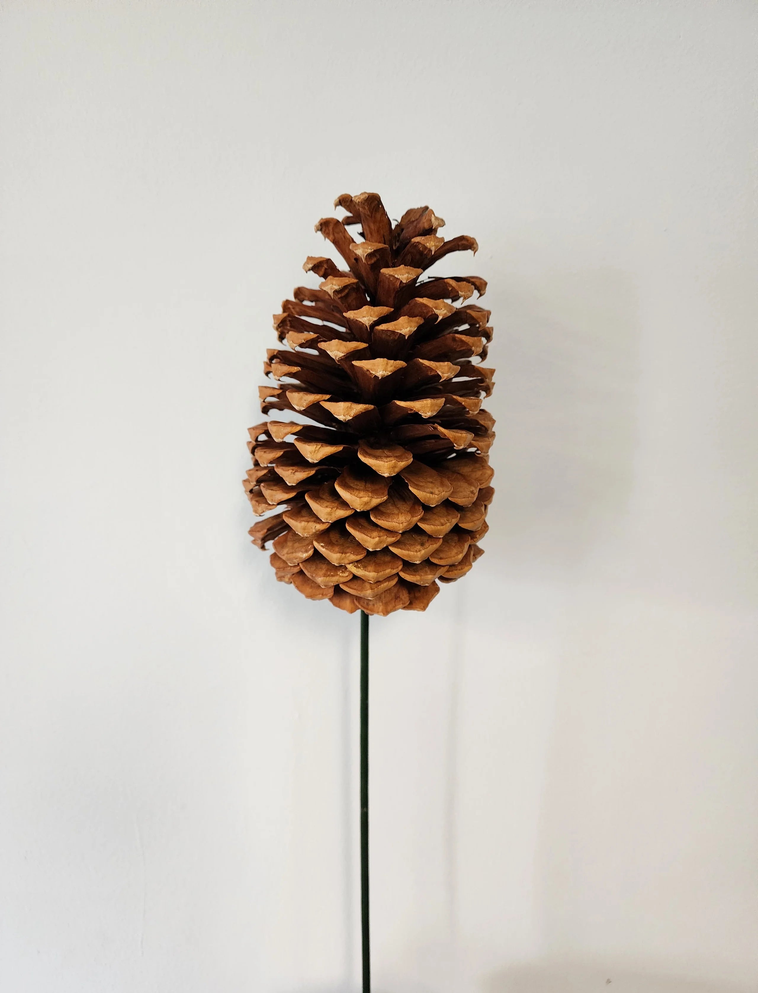 Jeffrey Pine Cones, variety of options (case of 50)