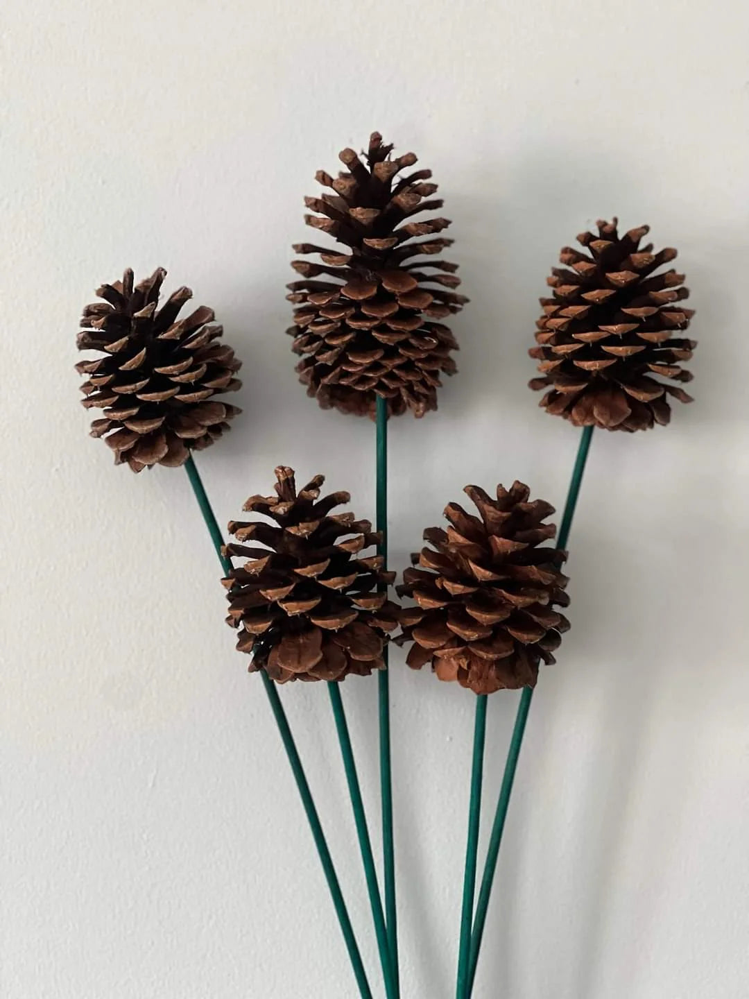 Ponderosa Pine Cones, variety of options (case of 100)
