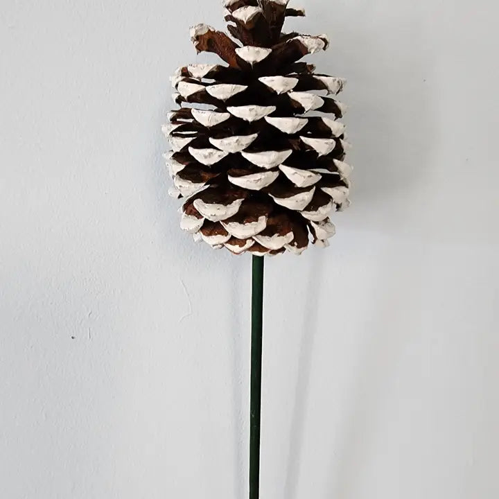 Ponderosa Pine Cones, variety of options (case of 100)