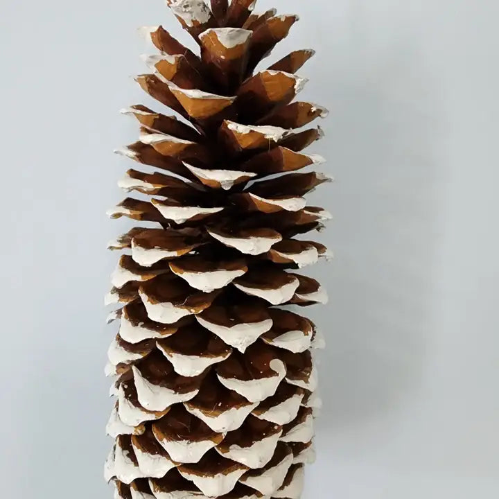 Sugar Pine Cones (variety of options)