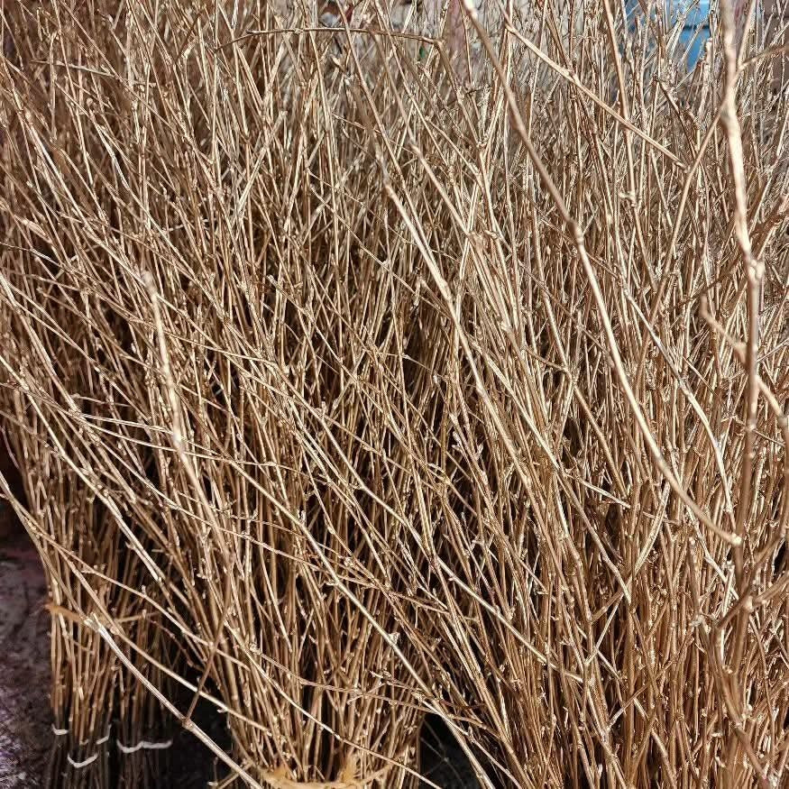 Painted Birch Branches Bulk 4ft. Multiple colors (10pc bunches packed 12- 120 twigs)