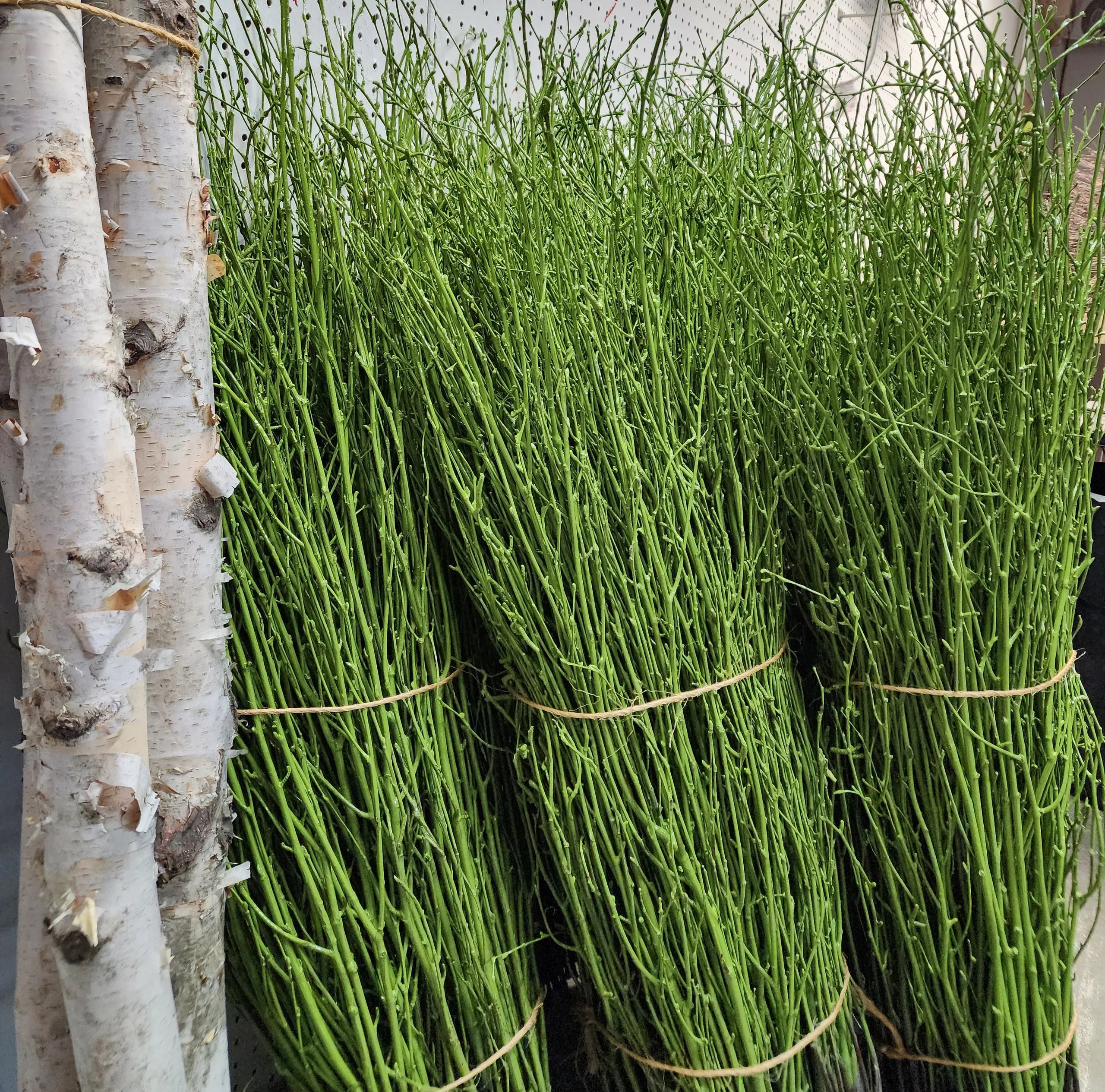 Painted Birch Branches Bulk 4ft. Multiple colors (10pc bunches packed 12- 120 twigs)