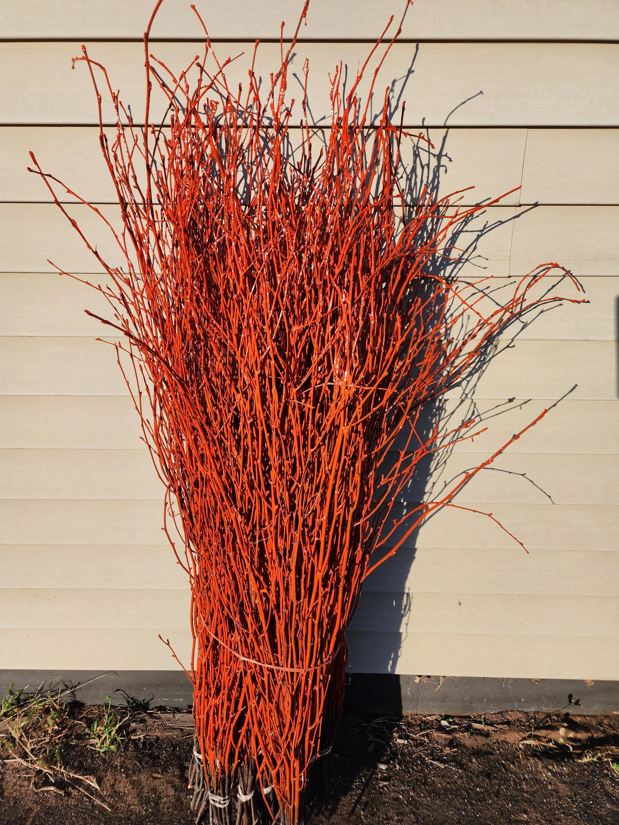 Painted Birch Branches Bulk 4ft. Multiple colors (10pc bunches packed 12- 120 twigs)